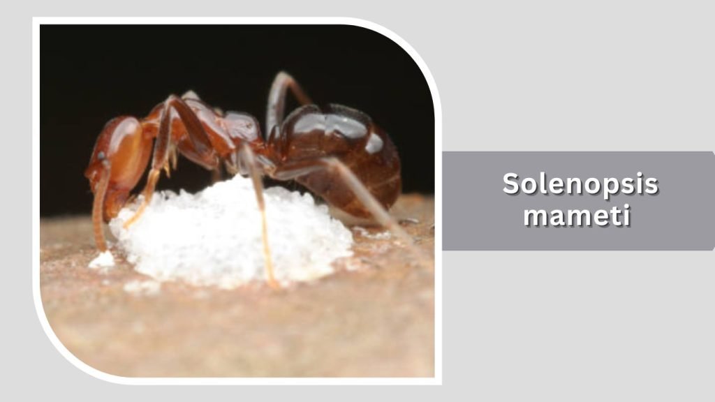 Solenopsis mameti
