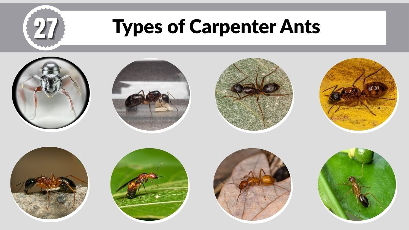 27 Types of Carpenter Ants: Species Identification With Pictures