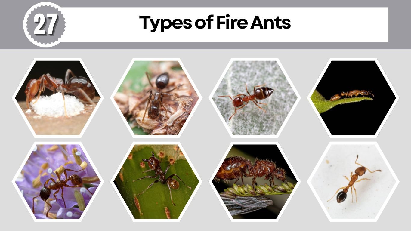 27 Types of Fire Ants: Species Identification With Pictures