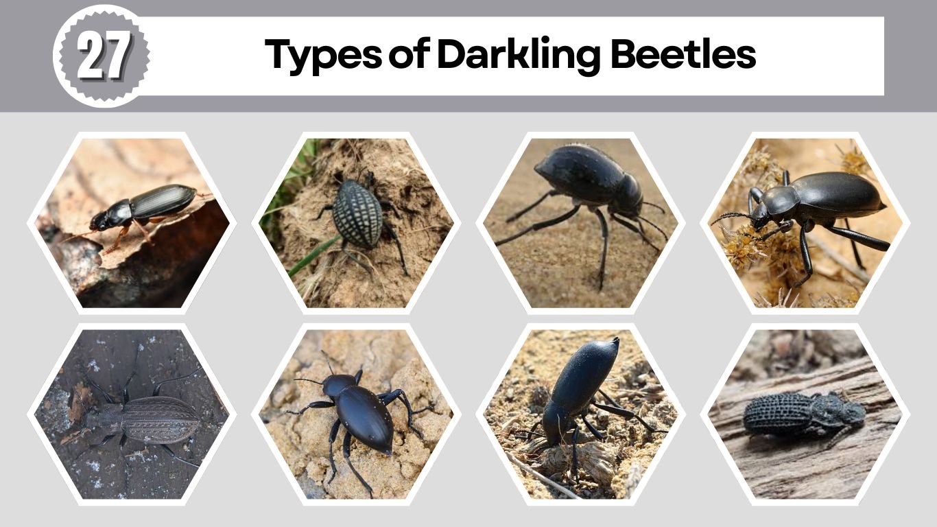 27 Types of Darkling Beetles: Species Identification Guide