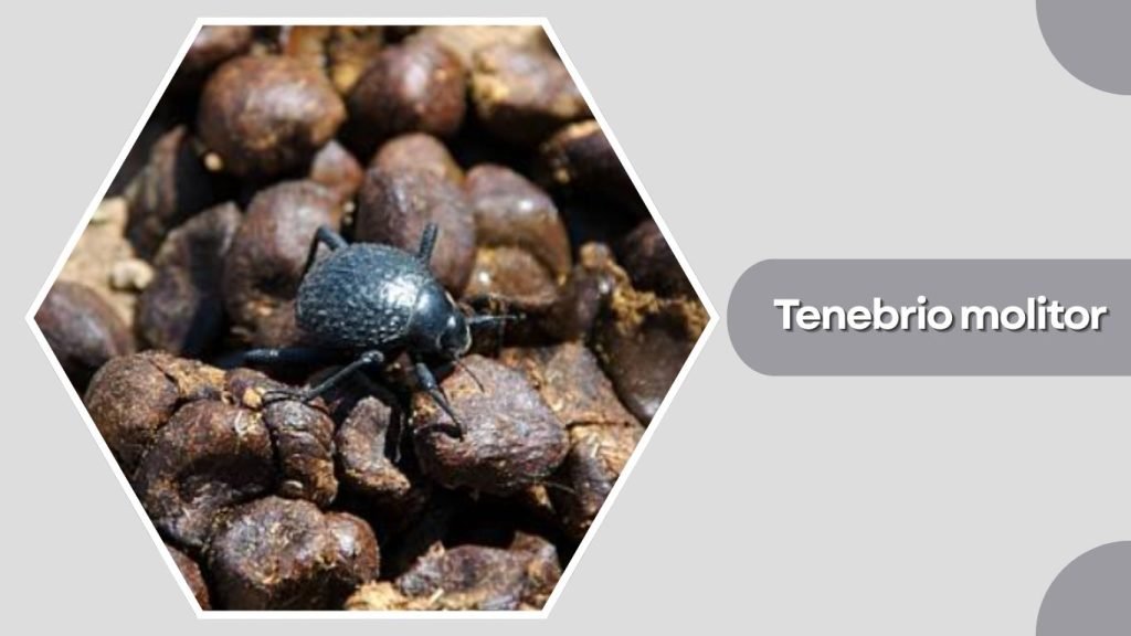  Tenebrio molitor
