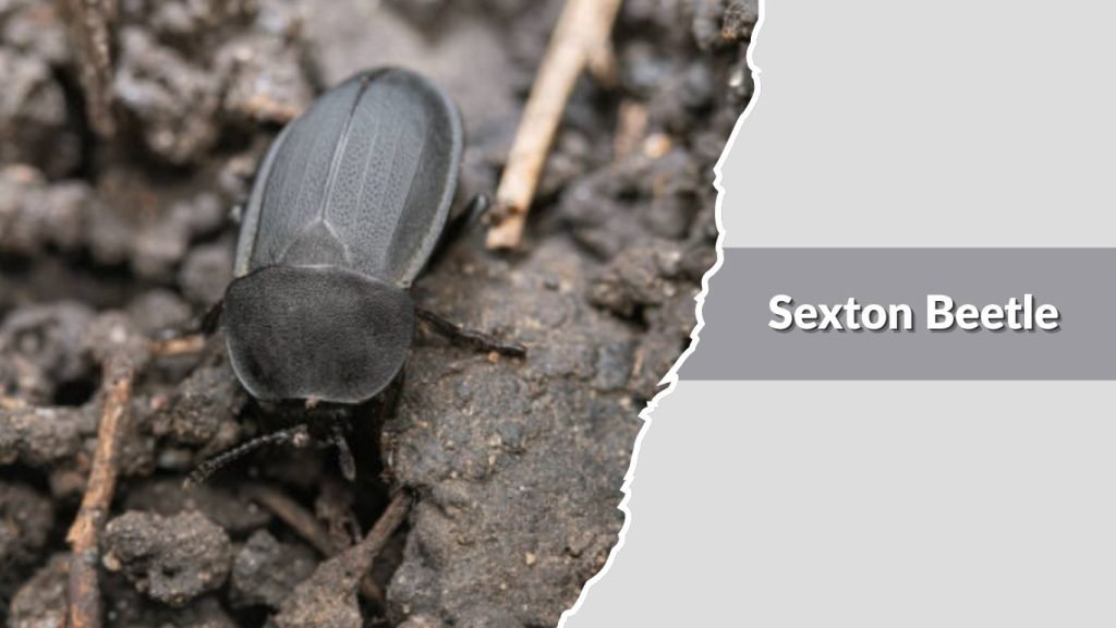 Sexton Beetle