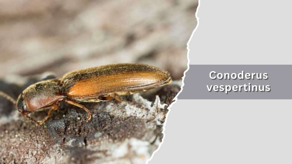 Conoderus vespertinus