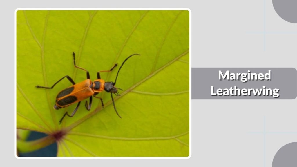 Margined Leatherwing
