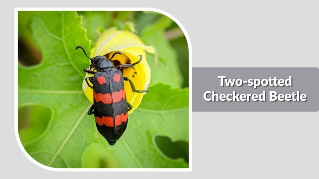 Two-spotted Checkered Beetle