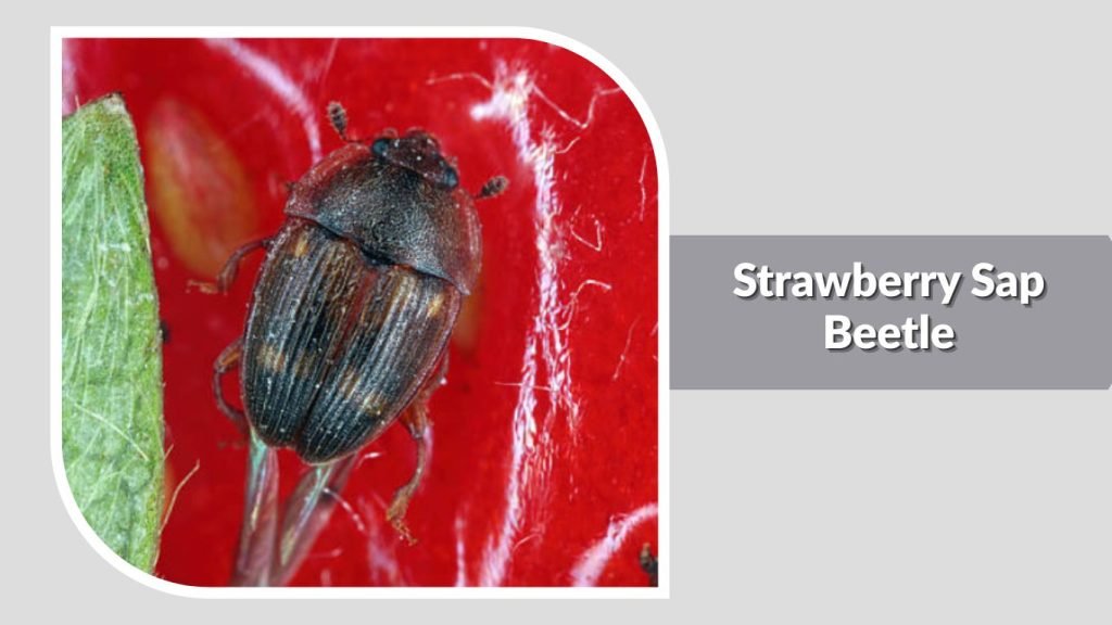 Strawberry Sap Beetle