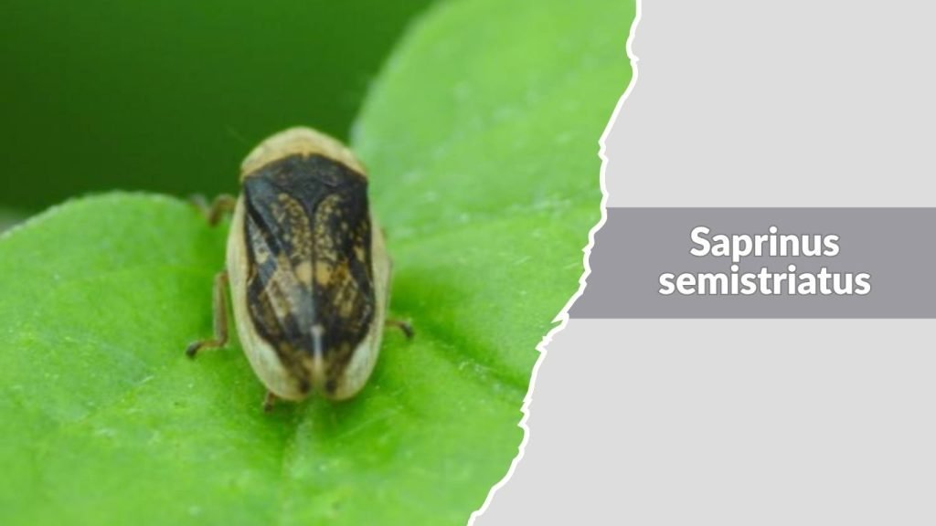 Saprinus semistriatus