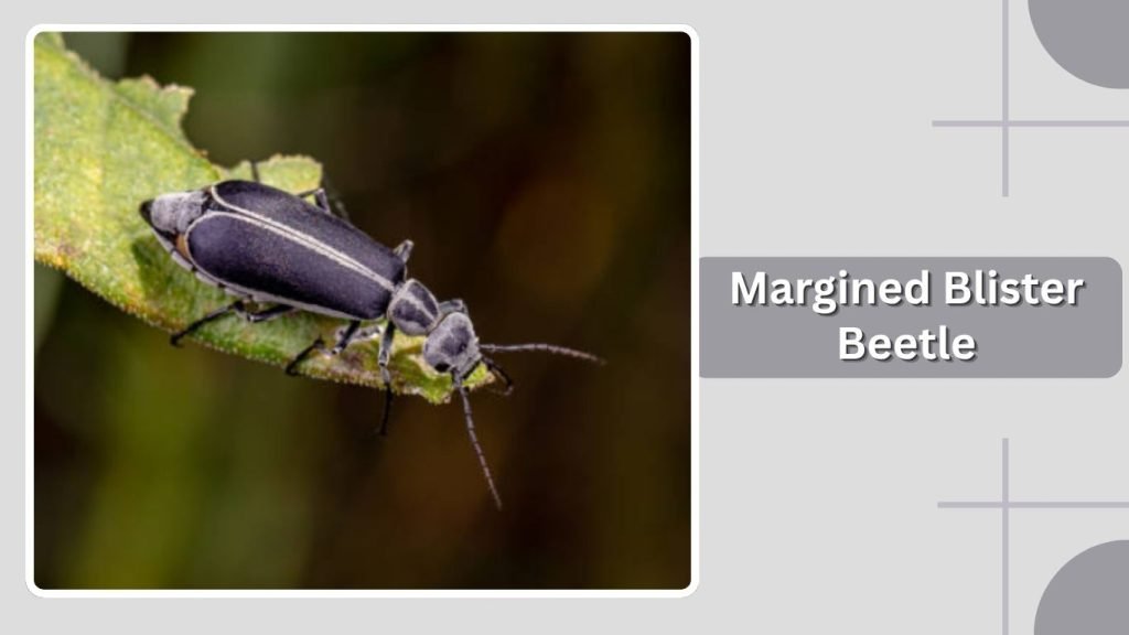 Margined Blister Beetle