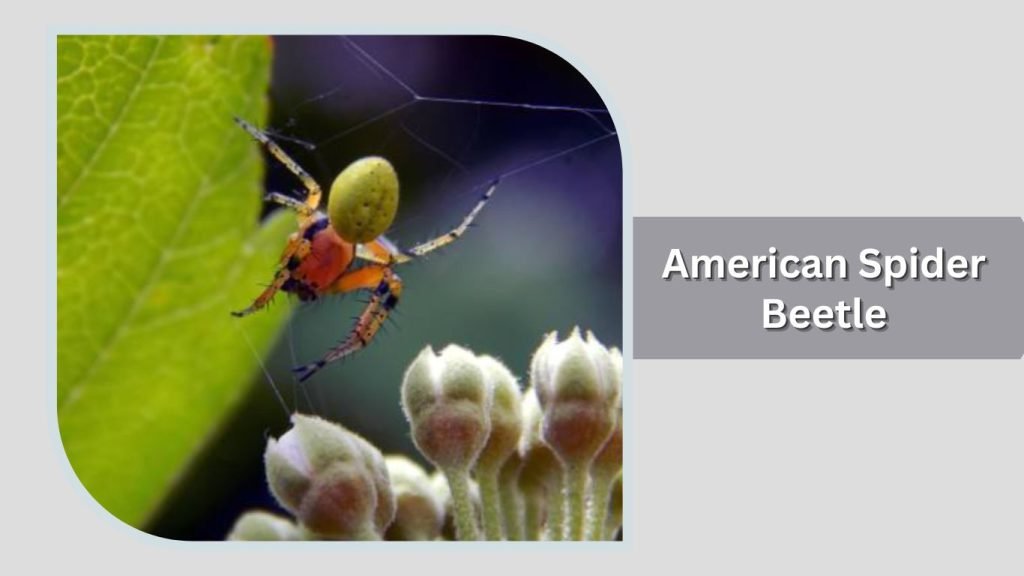 American Spider Beetle