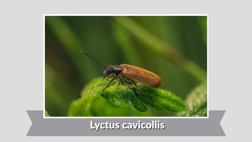 Lyctus cavicollis