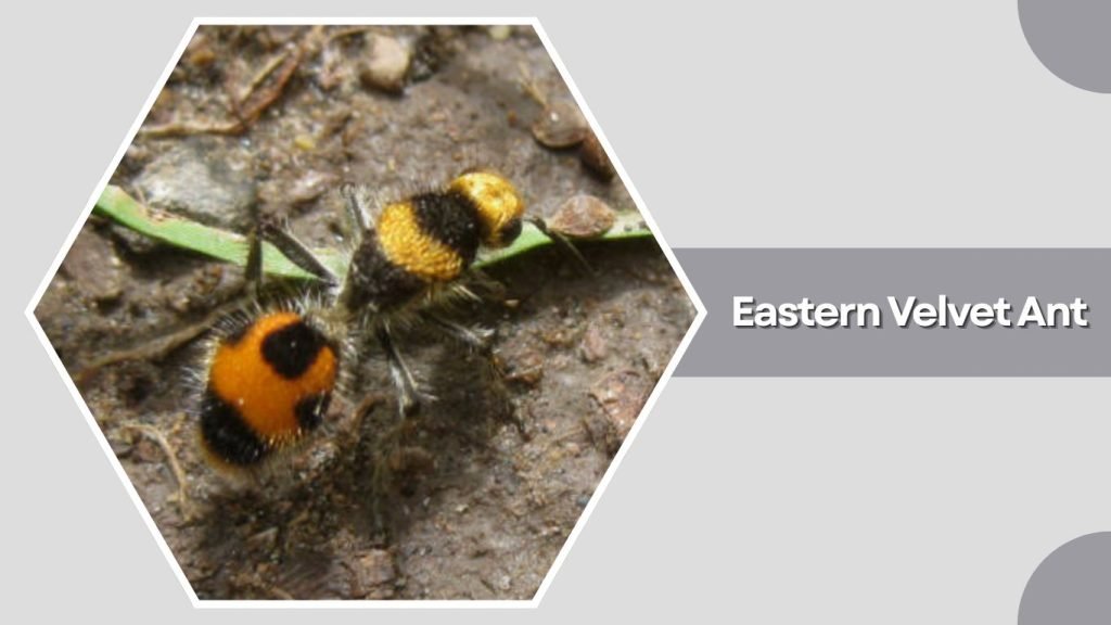  Eastern Velvet Ant