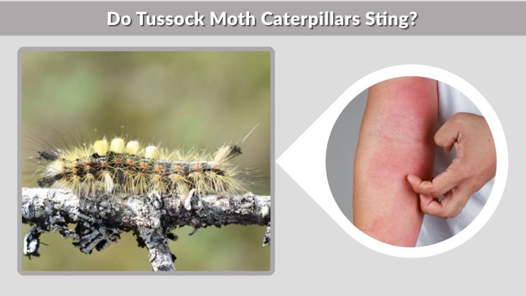 Do Tussock Moth Caterpillars Sting?