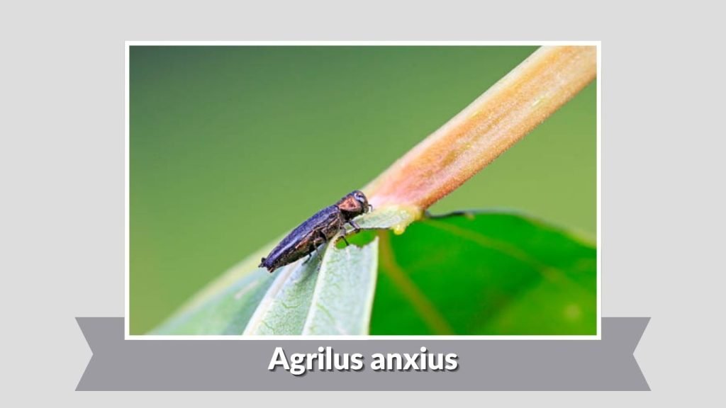 Agrilus anxius