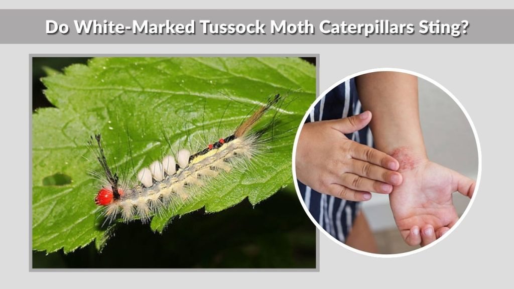 Do White-Marked Tussock Moth Caterpillars Sting?