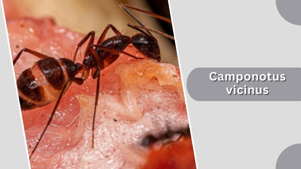 Camponotus vicinus