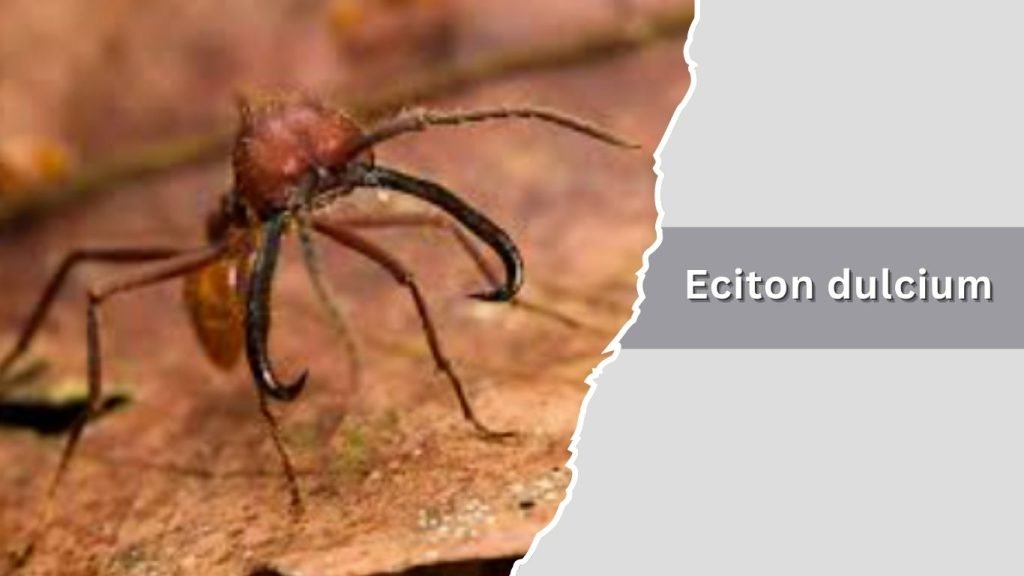 Eciton dulcium