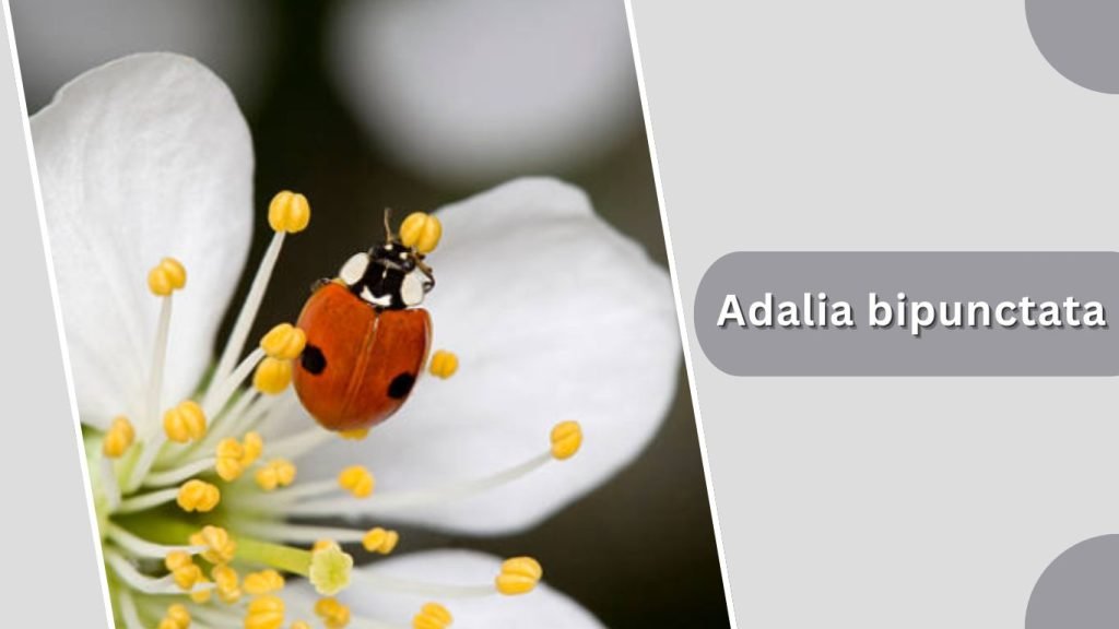 Adalia bipunctata