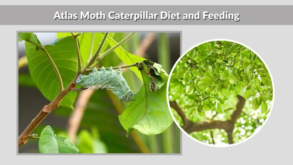Atlas Moth Caterpillar Diet and Feeding