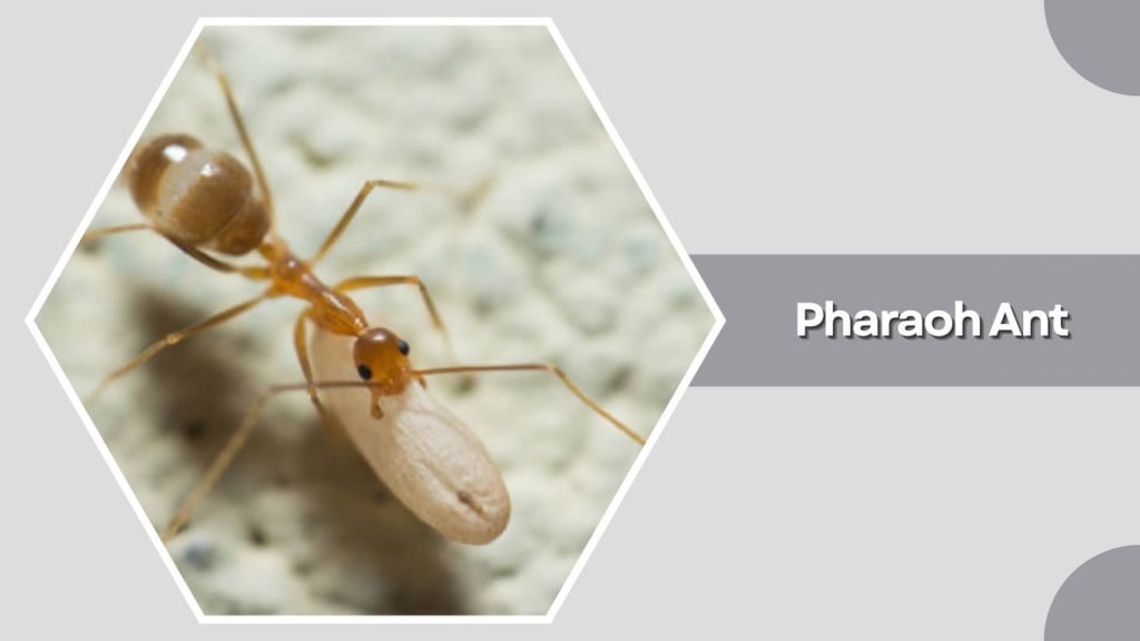 Pharaoh Ant