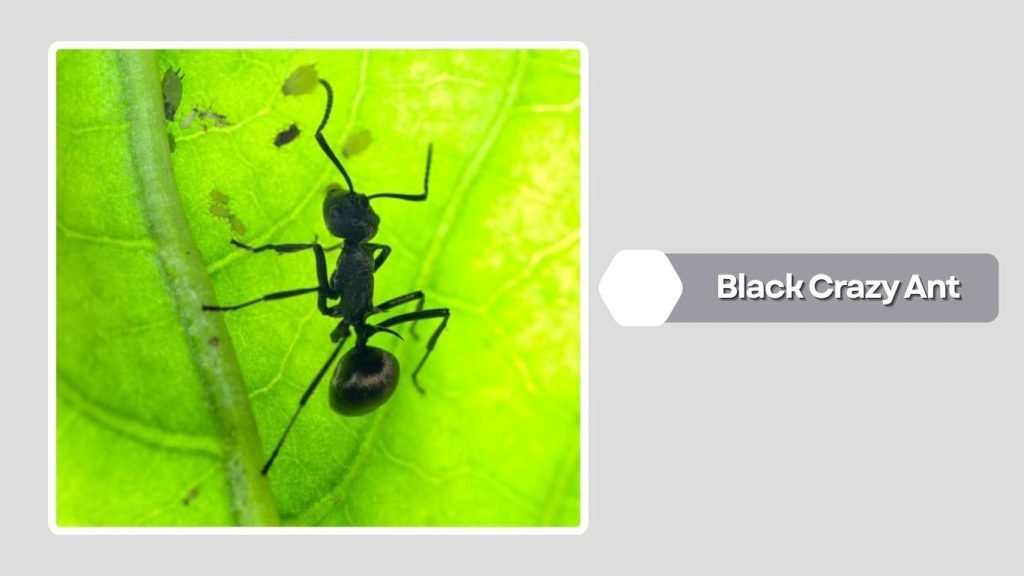Black Crazy Ant