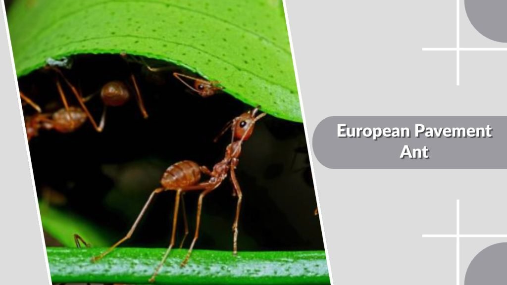 European Pavement Ant