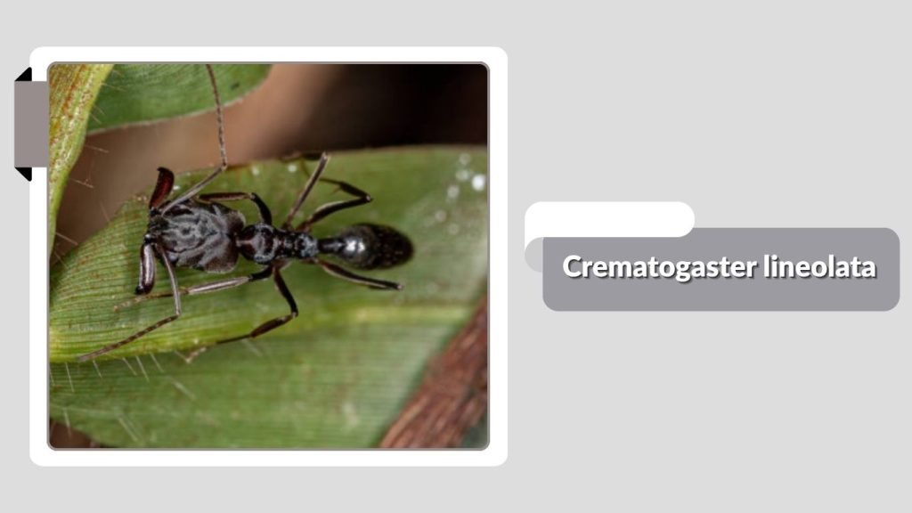 Crematogaster lineolata