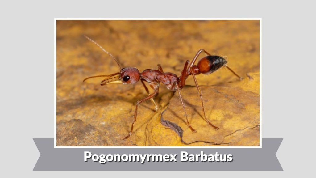 Pogonomyrmex Barbatus