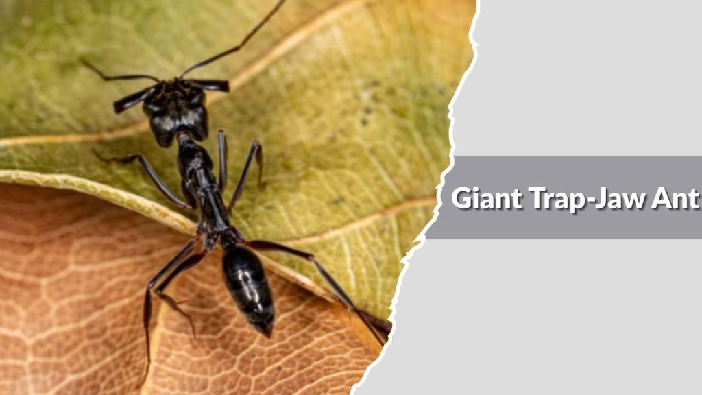 Giant Trap-Jaw Ant