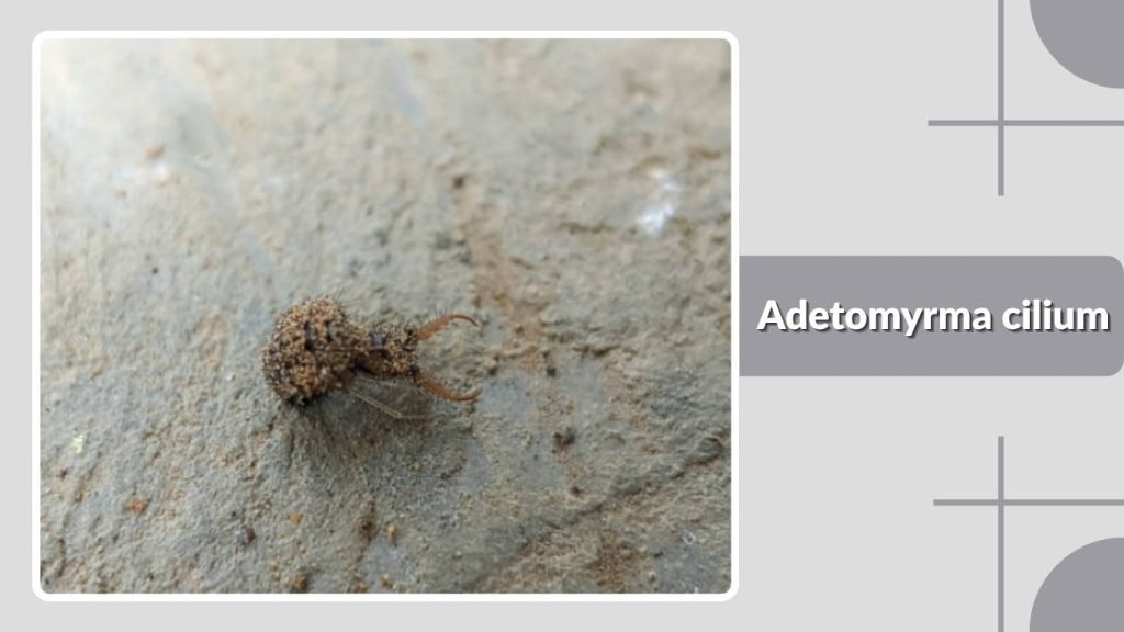Adetomyrma cilium