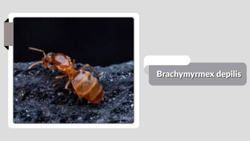  Brachymyrmex depilis