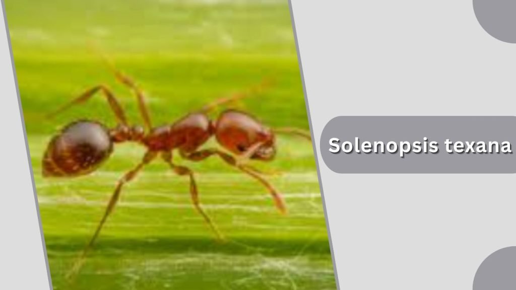 Solenopsis texana