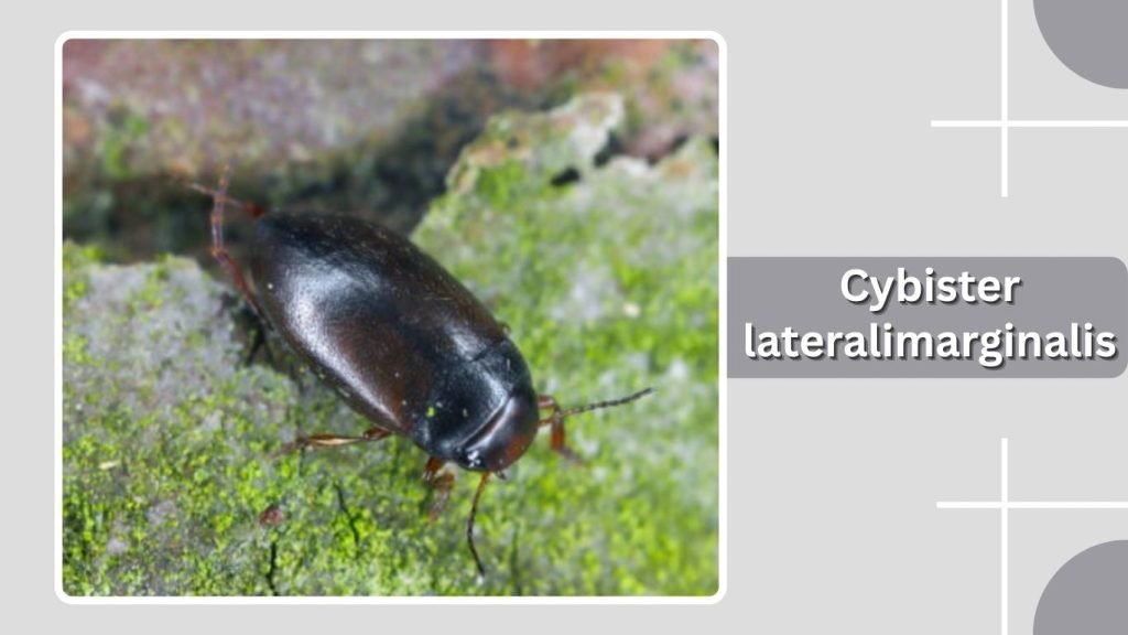 Cybister lateralimarginalis