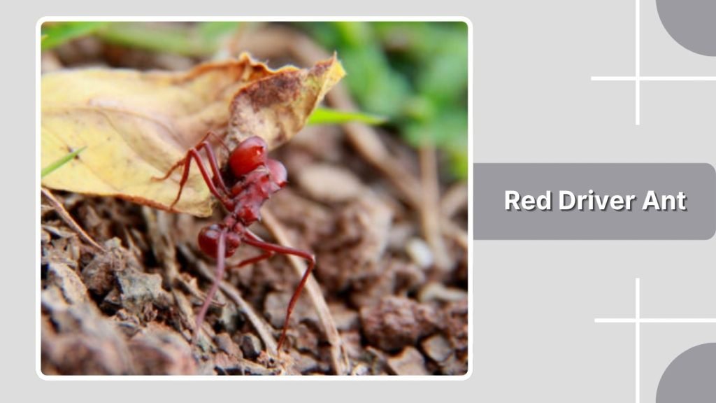 Red Driver Ant