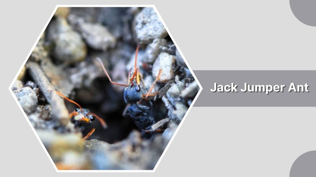 Jack Jumper Ant