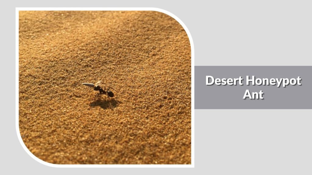 Desert Honeypot Ant