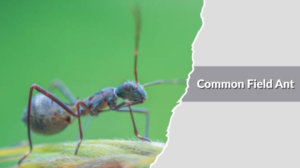 Common Field Ant