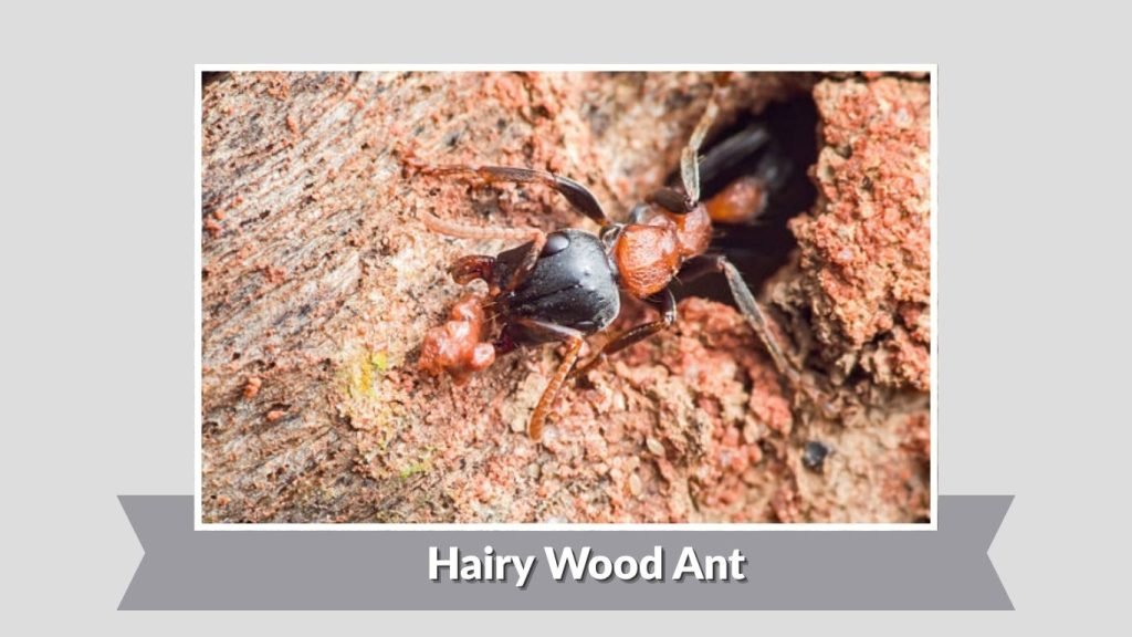 Hairy Wood Ant