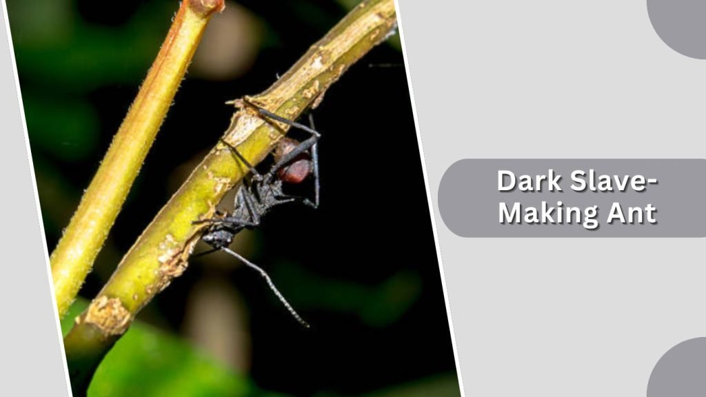 Dark Slave-Making Ant