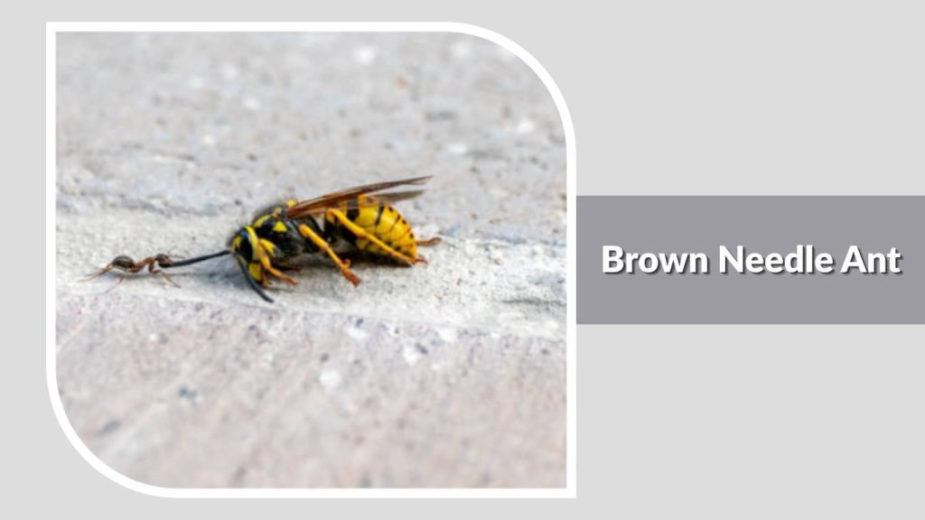 Brown Needle Ant