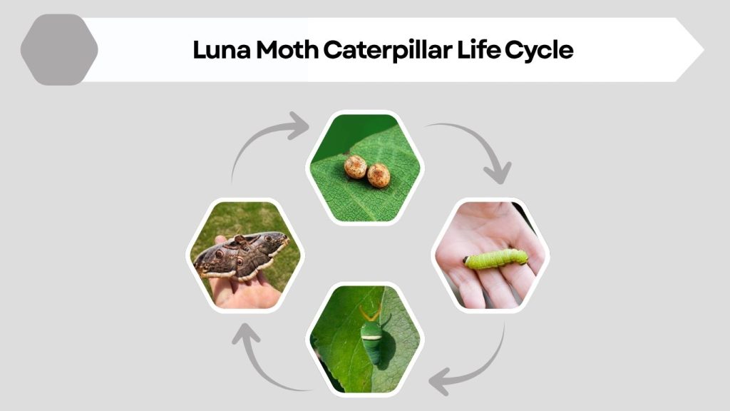 Luna Moth Caterpillar Life Cycle