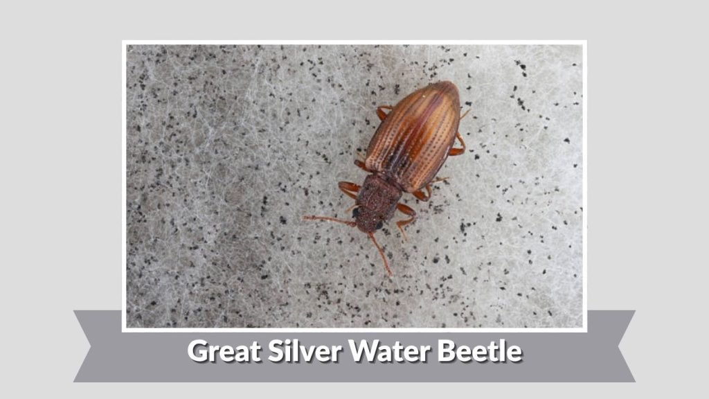 Great Silver Water Beetle