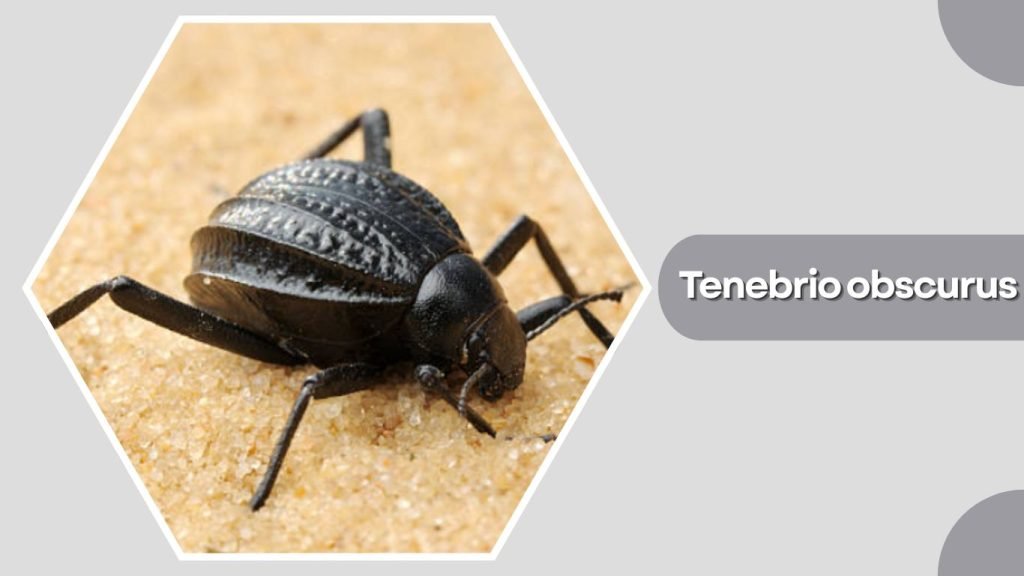 Tenebrio obscurus