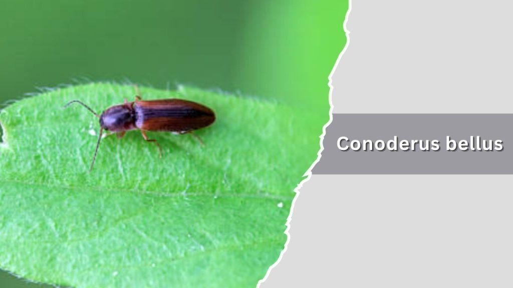 Conoderus bellus