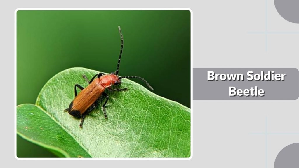 Brown Soldier Beetle