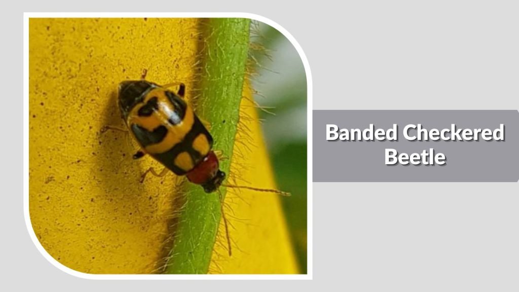 Banded Checkered Beetle