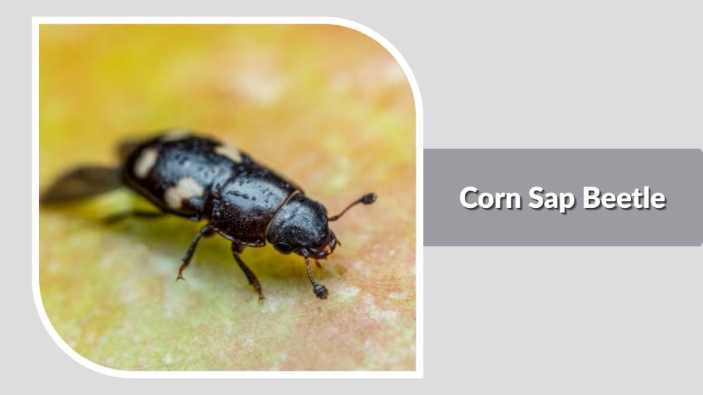 Corn Sap Beetle