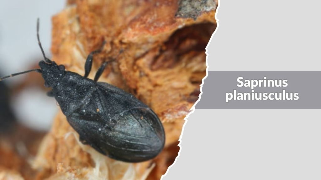 Saprinus planiusculus