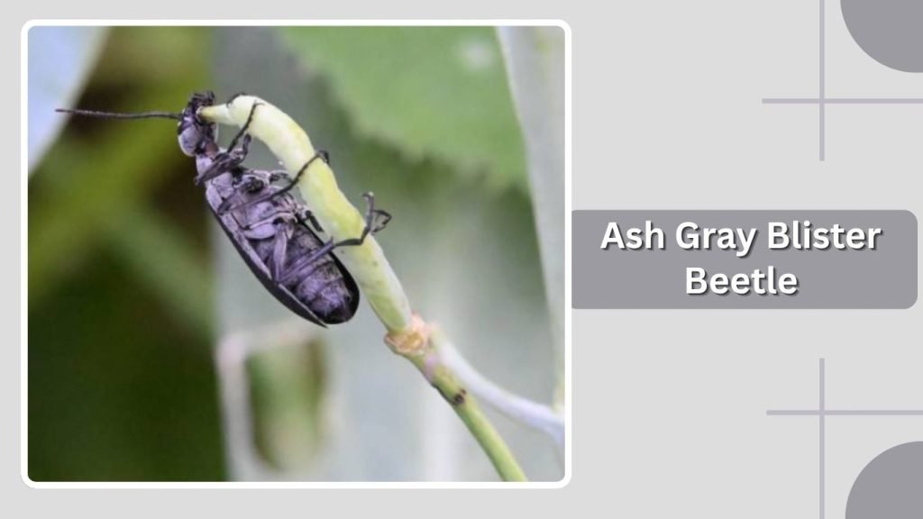 Ash Gray Blister Beetle