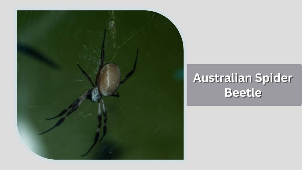 Australian Spider Beetle