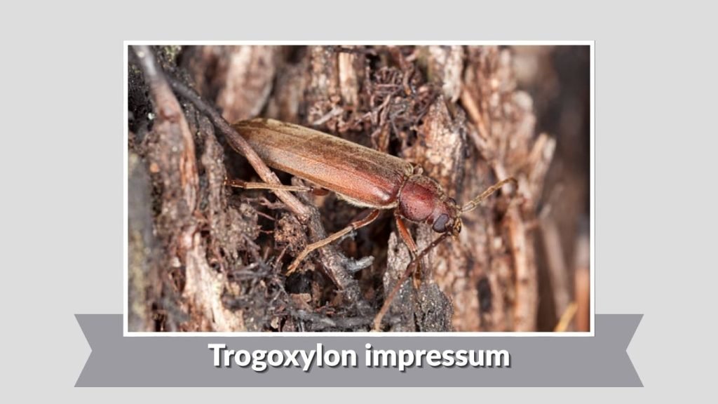 Trogoxylon impressum